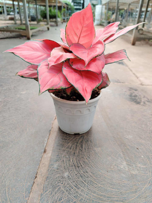 Aglonema Diamond Red in 12 cm pot