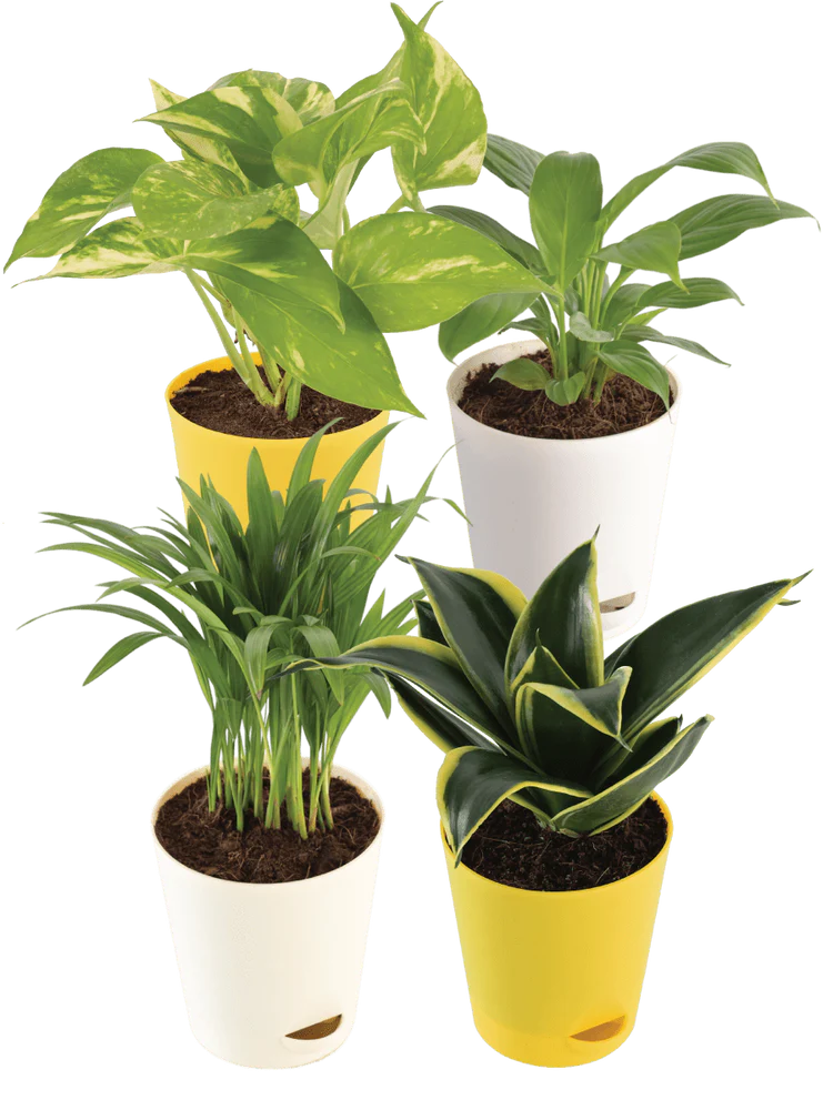 Air Purifying Plant Bundle - Peace Lilly, Golden Hahnii, Money Variegated, Areca Palm