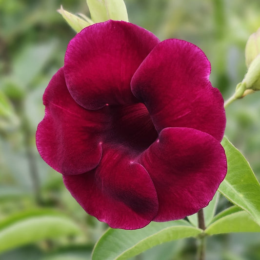 Rare Allamanda purple creeper plant -- 2 ft height in 5inch pot