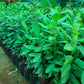 A Allspice leafy potted plants in black nursery pots