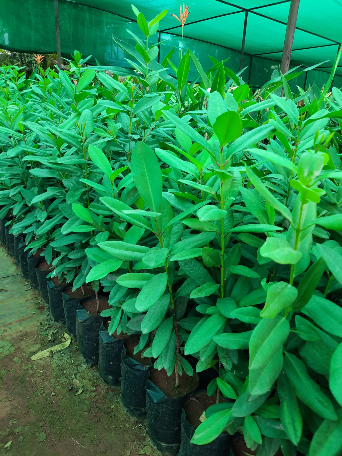A Allspice leafy potted plants in black nursery pots