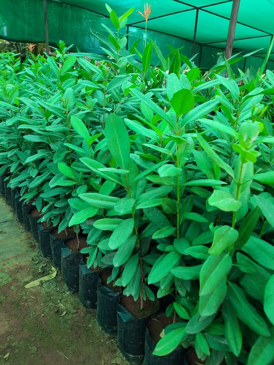 A Allspice leafy potted plants in black nursery pots