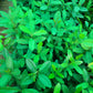 Allspice Plant (Pimenta Dioica) 2ft height in 6inch pot