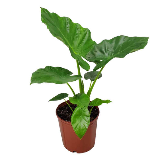 Elephant ear plant in 5inch nursery pot