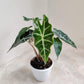 Alocasia Polly in 12cm pot