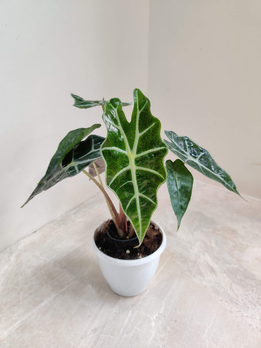Alocasia Polly in 12cm pot