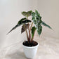 Alocasia Polly in 12cm pot