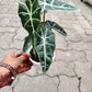 Alocasia Polly in 12cm pot
