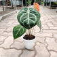 Anthurium Crystalinium 5inch pot