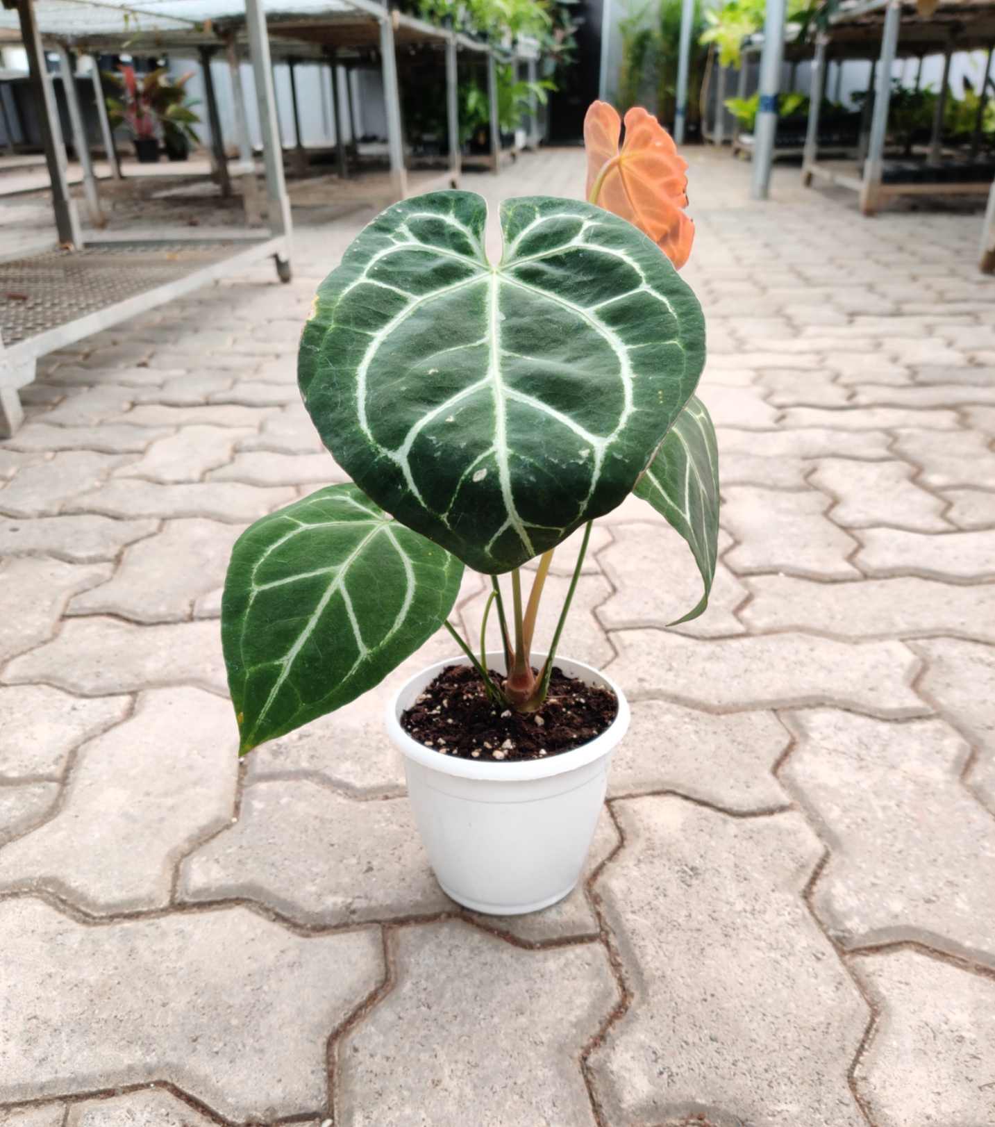 Anthurium Crystalinium 5inch pot