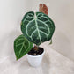 Anthurium Crystalinium 5inch pot