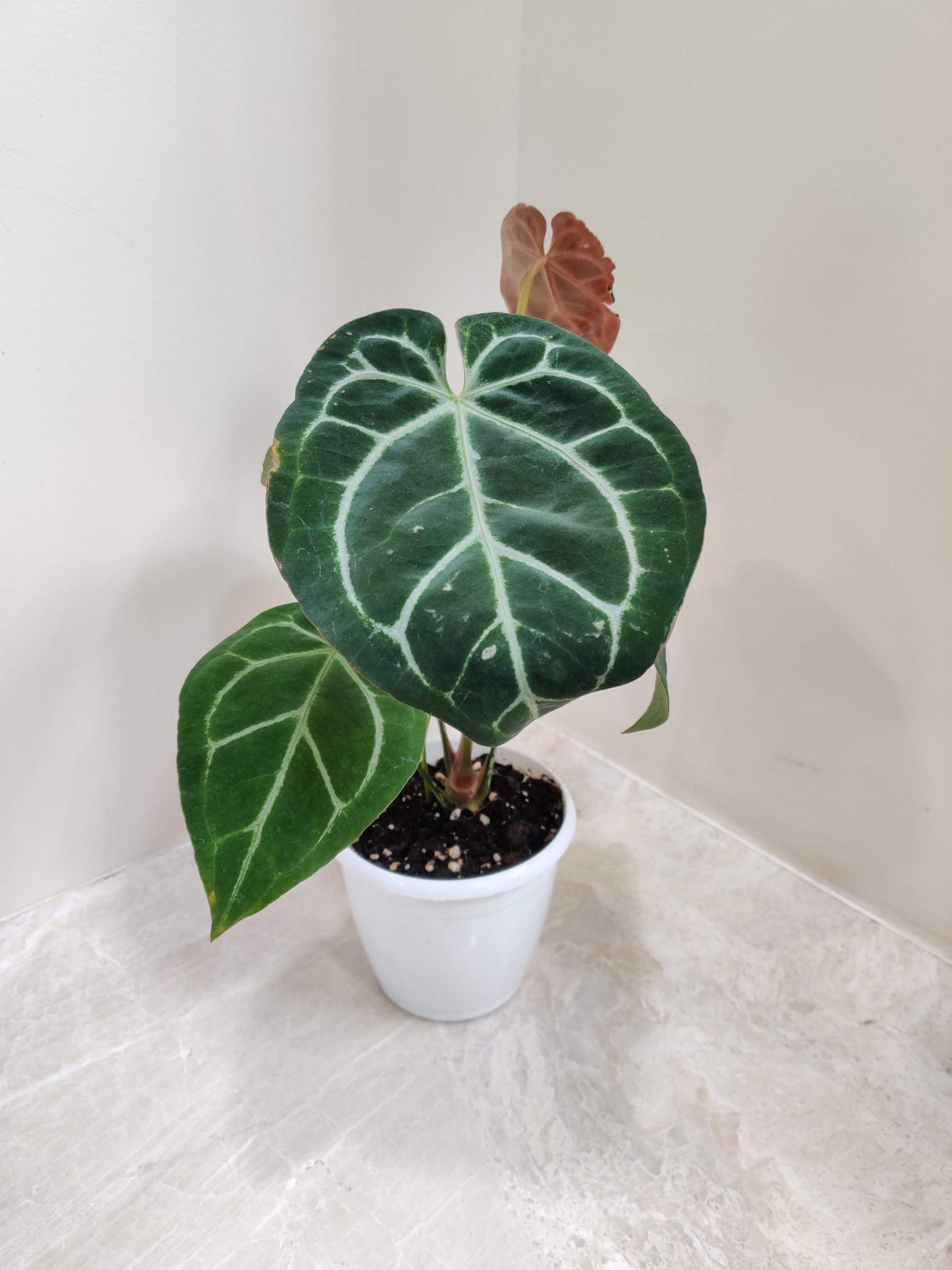 Anthurium Crystalinium 5inch pot