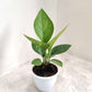 Anthurium Jenmanii rare plant in 5inch pot