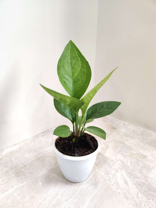 Anthurium Jenmanii rare plant in 5inch pot