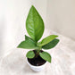 Anthurium Jenmanii rare plant in 5inch pot