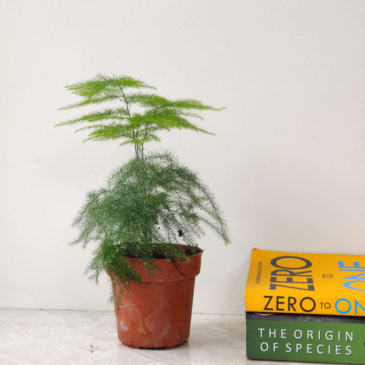 Fern Asparagus Plant in 4.5 inch pot