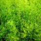 Asparagus densiflorus fern in 5inch nursery pot
