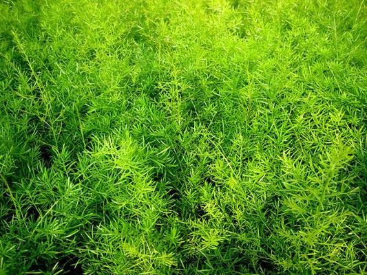 Asparagus densiflorus fern in 5inch nursery pot