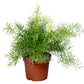 Asparagus densiflorus fern in 5inch nursery pot
