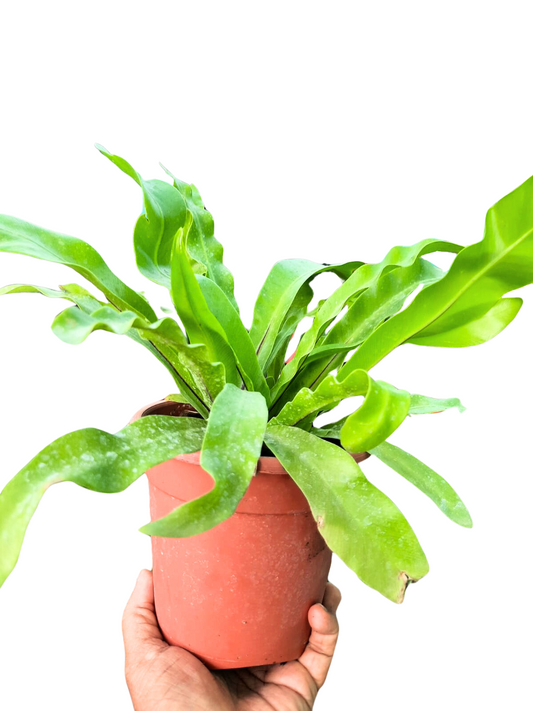 Bird's Nest Fern in 4.5inch pot