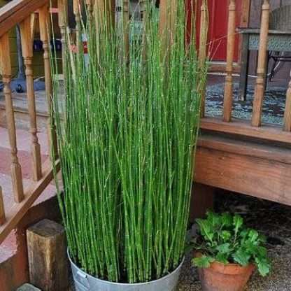 Horsetail plant in 6 inch pot