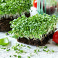 Basil  Microgreen kit