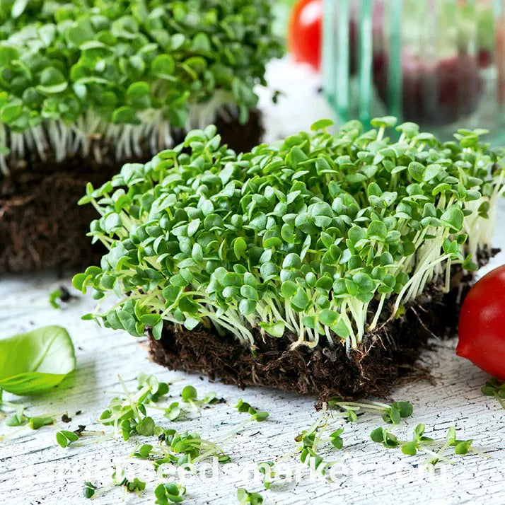 Basil  Microgreen kit