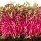 Beetroot