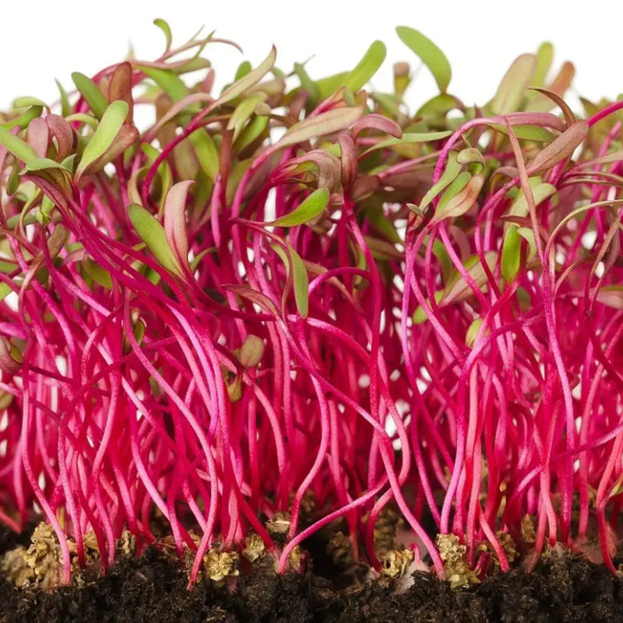Beetroot
