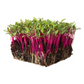Beetroot Microgreen kit