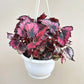 Begonia Rex in hanging basket