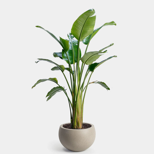 Bird Of Paradise white -- in 8inch pot and 2ft height