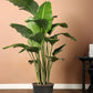 Bird Of Paradise white -- in 8inch pot and 2ft height