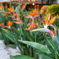 Bird Of Paradise outdoor -- in 4inch pot