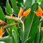 Bird Of Paradise outdoor -- in 4inch pot