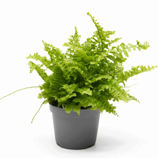Boston Fern Plant in 5inch pot