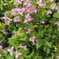 Bougainvillea in 8 or 10inch pot of height 2 to 3 ft
