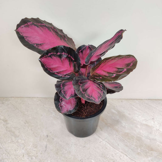 Calathea Rusco in 12cm pot