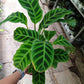 Calathea Zebrina in 12cm pot