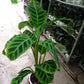 Calathea Zebrina in 12cm pot