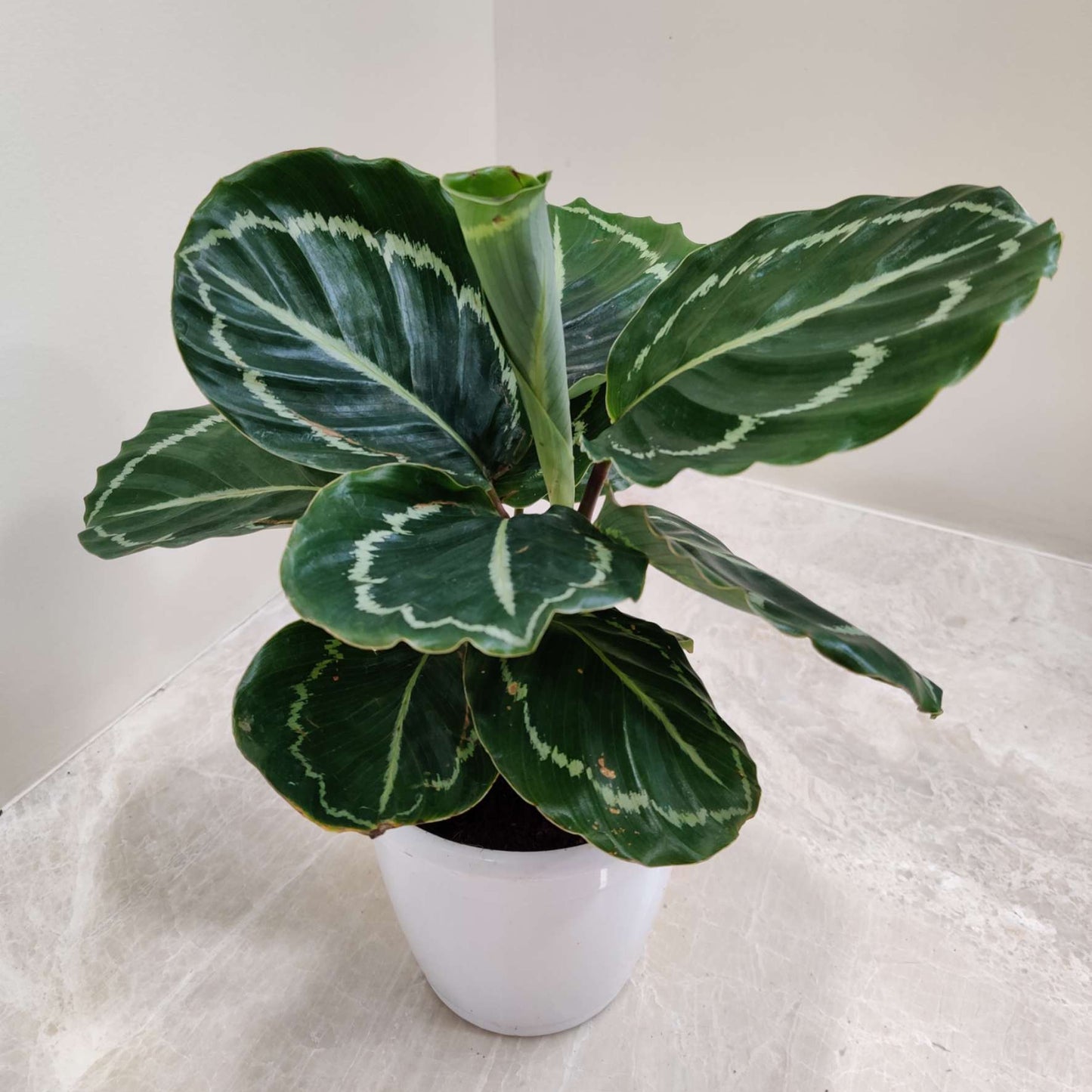Calathea Green Lipstick in 12cm pot