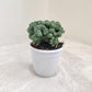 Cereus Forbesii Monstrose 4inch pot