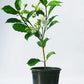 Nandibatlu / Chandni Flower double petal (Tabernaemontana) in 4inch pot