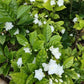 Nandibatlu / Chandni Flower double petal (Tabernaemontana) in 4inch pot