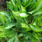 Chinese Evergreen /Aglaonema spp in 6inch nursery pot