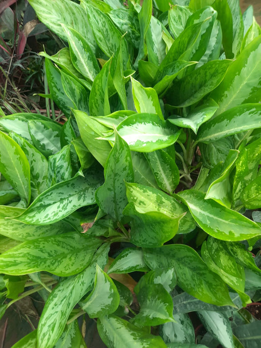 Chinese Evergreen /Aglaonema spp in 6inch nursery pot