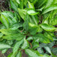 Chinese Evergreen /Aglaonema spp in 6inch nursery pot