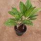 Chinese Evergreen /Aglaonema Big in 10inch nursery pot