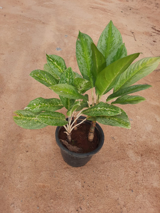 Chinese Evergreen /Aglaonema Big in 10inch nursery pot