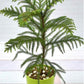 Living Christmas tree 5inch pot- 1.5ft+ height